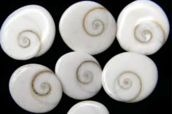 Gomti Chakra - Image 2