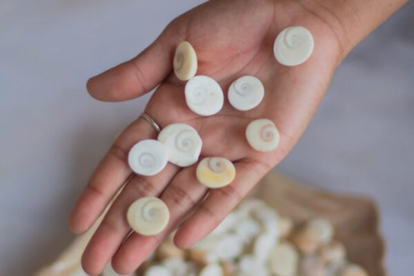 Gomti Chakra - Image 4