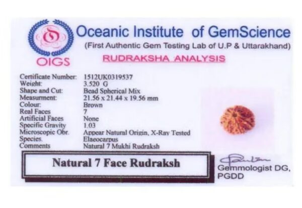 7 Mukhi Rudraksha (certified) - Image 2