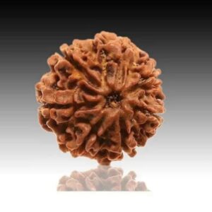 7 Mukhi Rudraksha (certified)