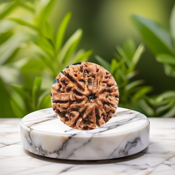 7 Mukhi Rudraksha (certified) - Image 4