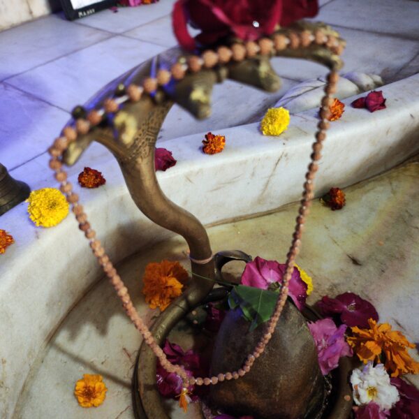 Rudrakhsha Mala Original Certified - Image 5