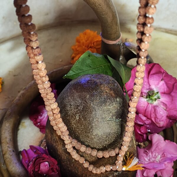 Rudrakhsha Mala Original Certified - Image 4